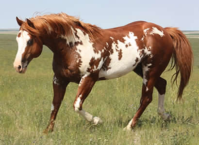 Paint Horses